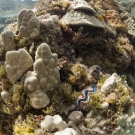 Massive Porites colony with some with dispursed Caulerpa algae and giant clams.   This coral only grows approx 1 cm per year.  This colony could be more than 100 years old.