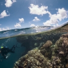 Over/under shot of shallow coral reef system.