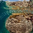 Pavona is the dominant coral in this image.  Acropora is directly at the surface in this shallow water environment. Blue chromis schooling at the surface.