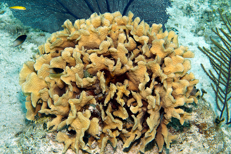 Bicolor Damselfish and juvenile Blueheadswim behind Thin Leaf Lettuce Coral.