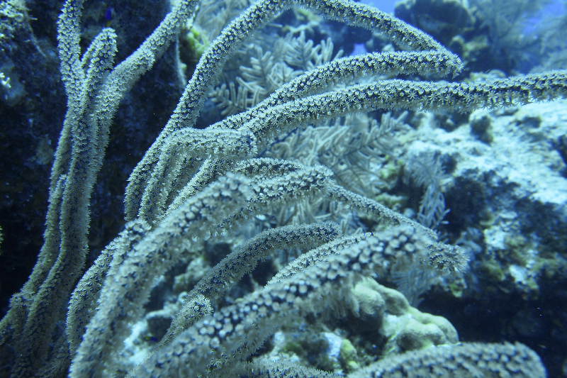 Sea rod with polyps extended.
