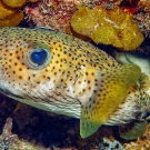 Porcupinefish