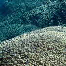 Finger Coral