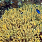 Yellow pencil coral with Blue Chromis and juvenile Bluehead.