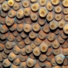 Great Star Coral