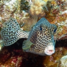 Smooth Trunkfish