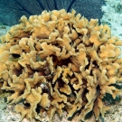 Bicolor Damselfish and juvenile Blueheadswim behind Thin Leaf Lettuce Coral.