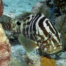 Nassau Grouper