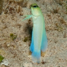 Yellowhead Jawfish