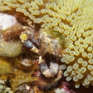 Rough Box Crab hides between Sun Anemone and Encrusting Fan-Leaf Algae.