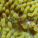 Sun Anemone Shrimp sits in a Sun Anemone
