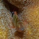 Barred Blenny