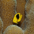 Juvenile Threespot Damselfish swimming in Pillar Coral.