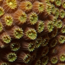 Great Star Coral