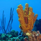 Yellow Tube Sponge