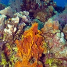 Orange Lumpy Encrusting Sponge