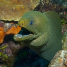 Green Moray