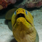 Green Moray