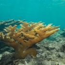 Elkhorn Coral