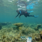 Matti Kiupel works on a quadrat near Elkhorn Coral.