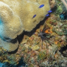 A Common Lionfish and Blue Chromis swim near Pillar Coral and Lettuce Coral.