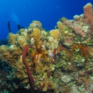 Golden Crinoid