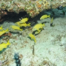 Common Lionfish, Stoplight Parrotfish, and Blackbar Soldierfishhide behind a group of French Grunts.