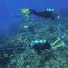 Dr. Andrew Bruckner and Dr. Bernard Reigl work on a transect.