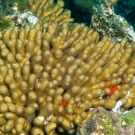 Yellow Pencil Coral