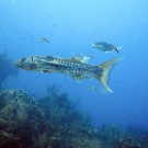 A Great Barracuda and Bar Jacks swim through this reef.