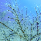 Hydroid Zoanthid