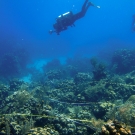 Dr. Andrew Bruckner conducting a phototransect.