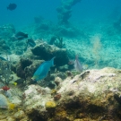 Many types of fish swim through this reef and eat algae.