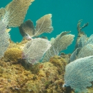 A Symmetrical Brain Coral sits among many sea fans.
