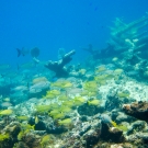 French grunts and Gray Snapper swim among these Elkhorn Coral skeletons.