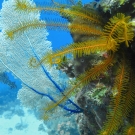 Golden Crinoid