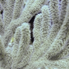 Close up of sea rod.