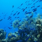 Blue Chromis swim through this reef with juvenile Princess Parrotfish and Spotfin Hogfish.