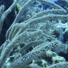 Sea rod with polyps extended.