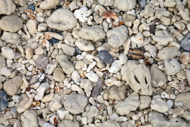 Area of the beach covered by shell hash and tumbled pieces of coral skeleton.