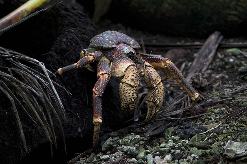 Coconut Crab (Birgus latro) near its burrow among coconut palm roots.