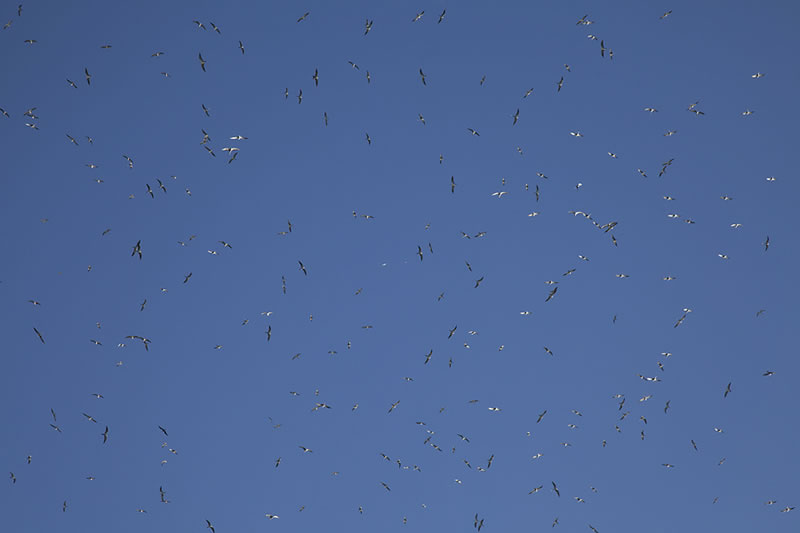 Dense cluster of boobies and frigatebirds soaring in an azure blue sky made quite the racket.