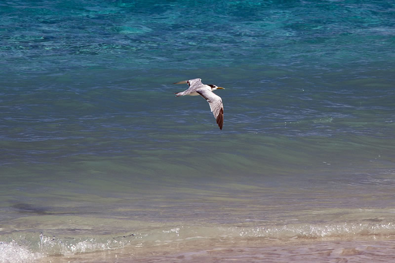 Great Crested Tern (Thalasseus bergii) hunting along the breaking waves.