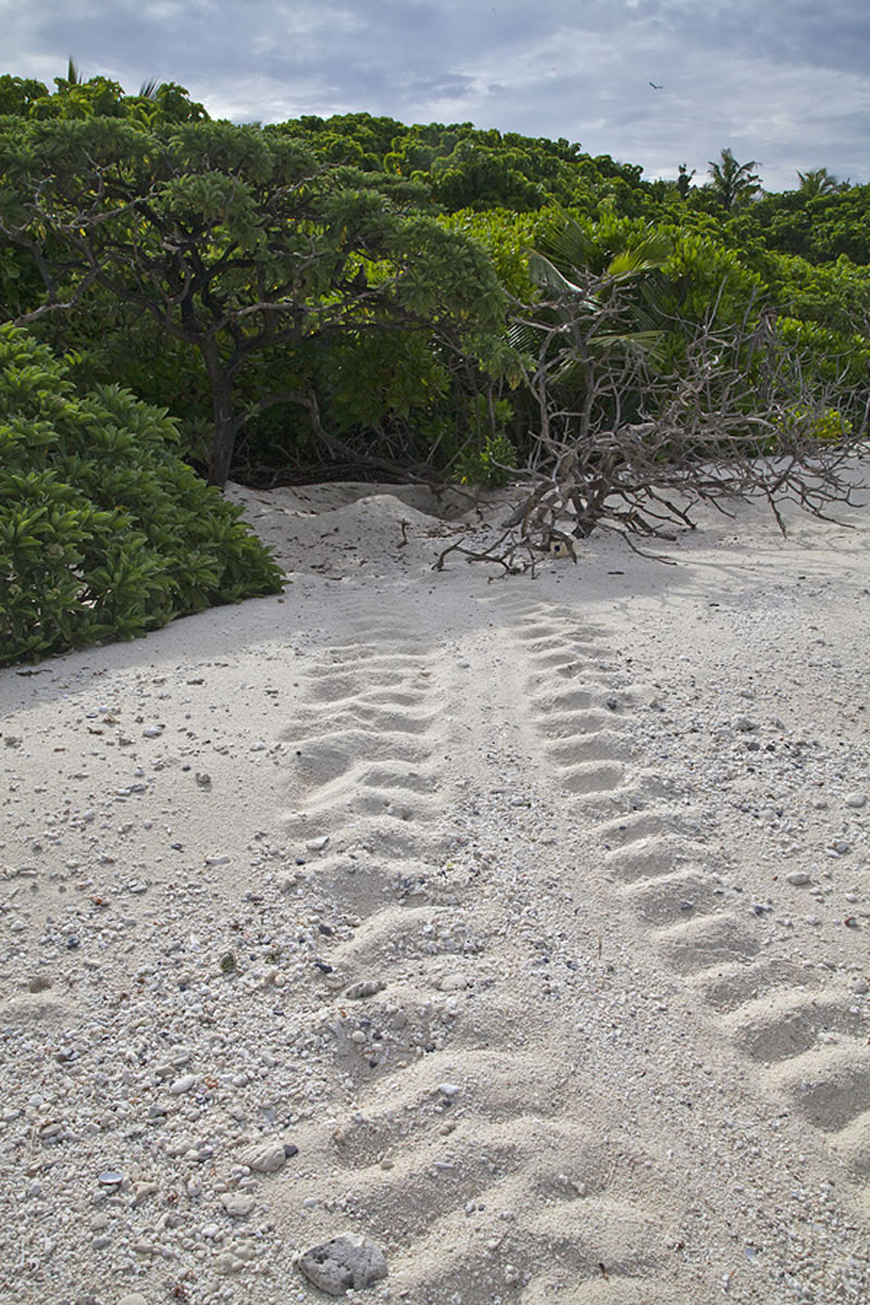 Green Sea Turtle (Chelonia mydas) tracks to the nest at the treeline.