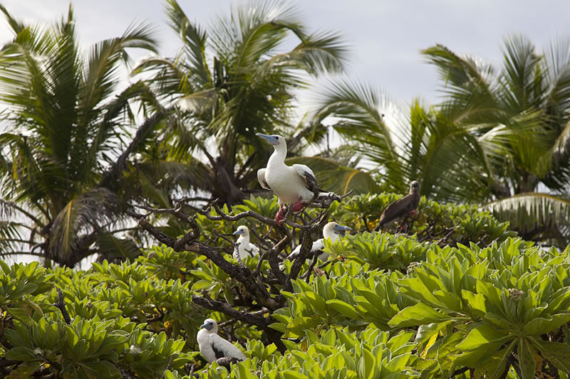 Group of Red-footed Boobies (Sula sula) in a small bare tree.