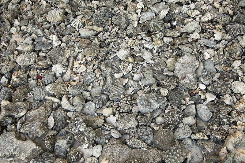 Pavement of coral rubble along the beach on Middle Brother.