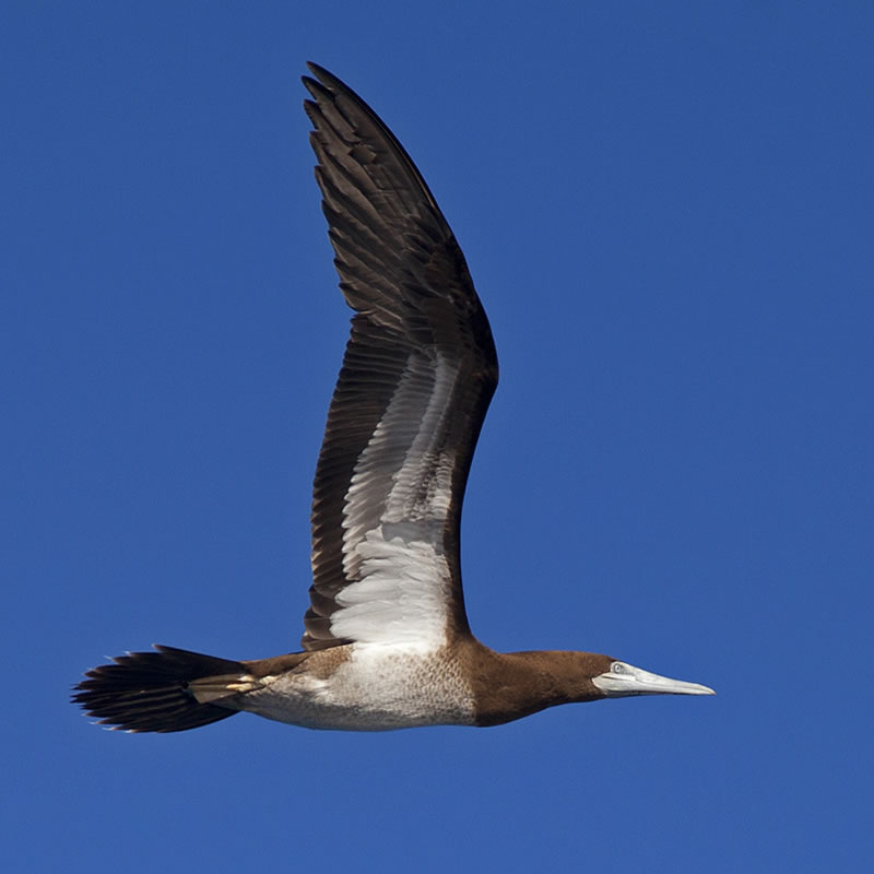 Profile of Brown Booby (Sula leucogaster) as it flies by the dive boat.