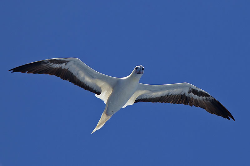 Red-footed Booby (Sula sula) soaring by on a thermal updraft.