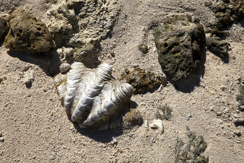 Shell of a giant clam (likely Tridacna squammosa) spotted among the coral rubble.