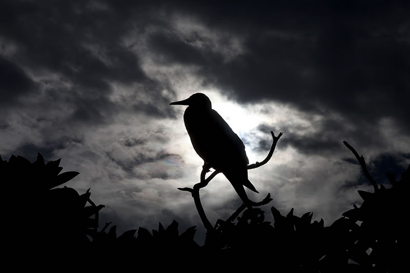 Silhouette of a Red-footed Booby (Sula sula) as the storm clouds roll in.